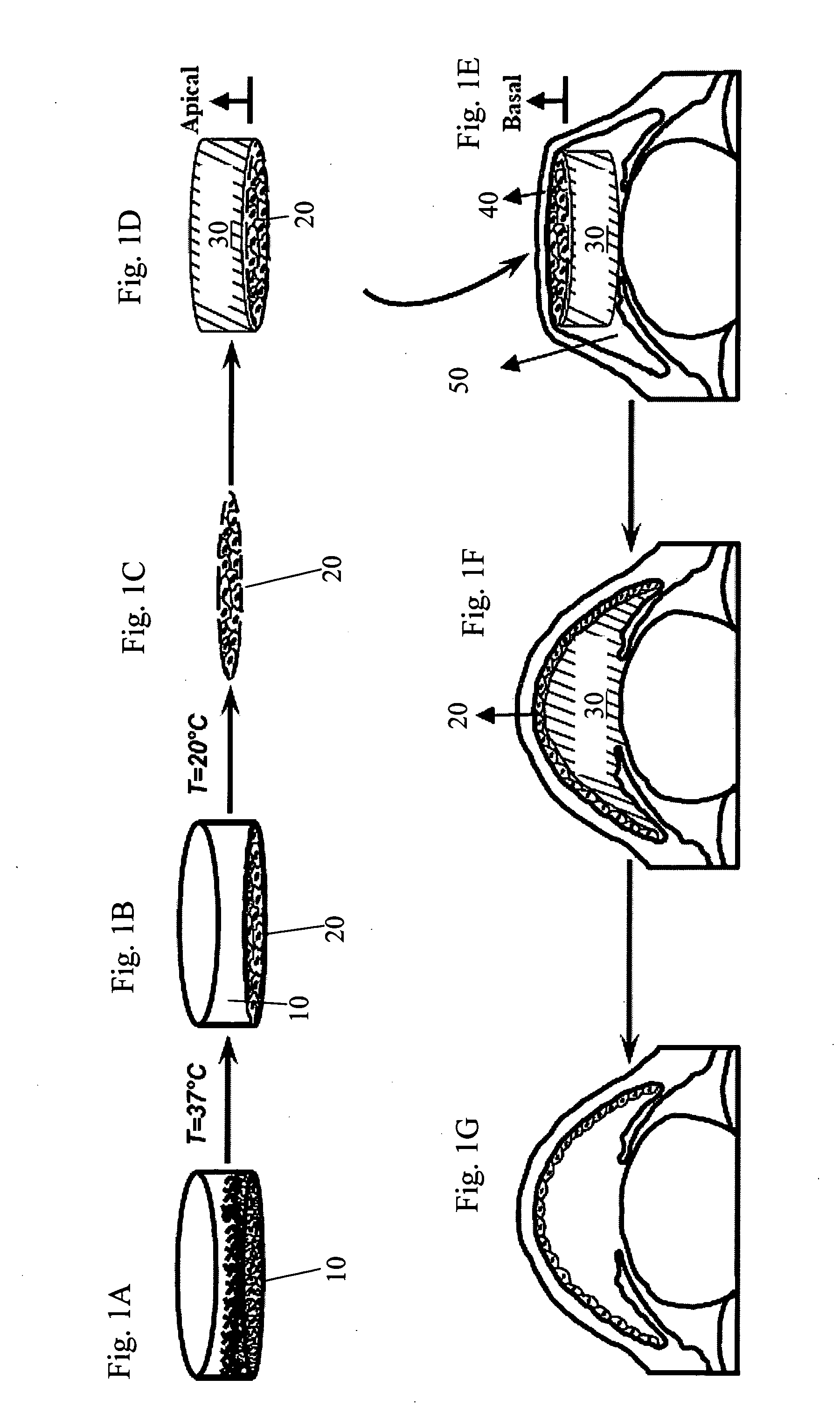 Biopolymer-bioengineered cell sheet construct