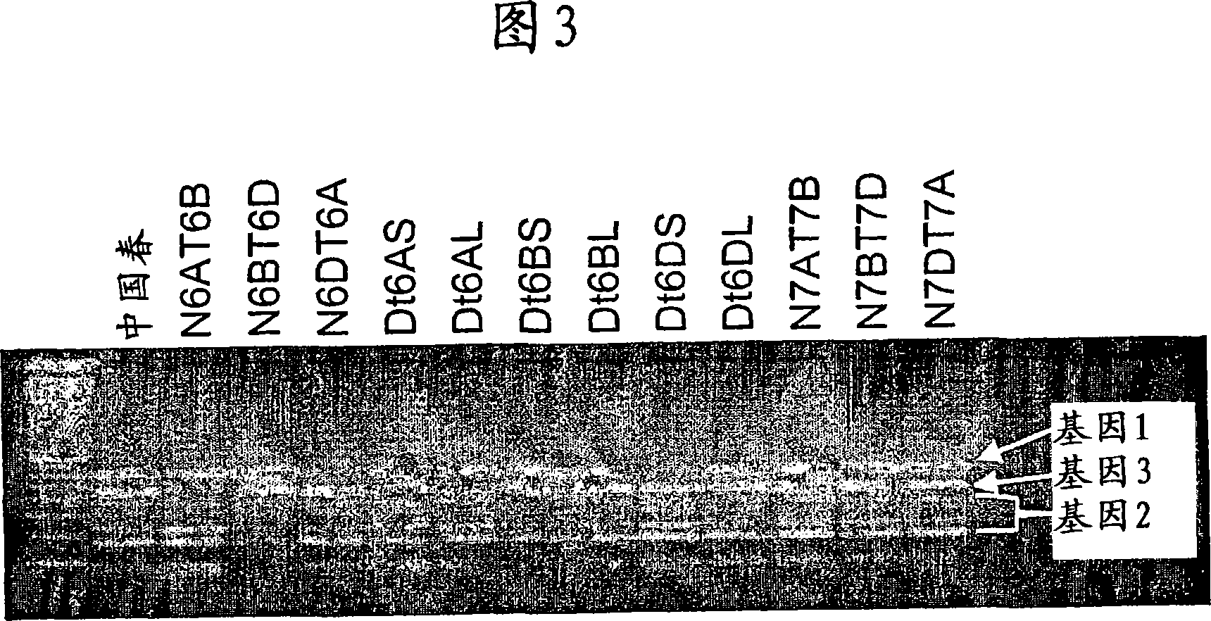 Polynucleotides encoding mature AHASL proteins for creating imidazolinone-tolerant plants