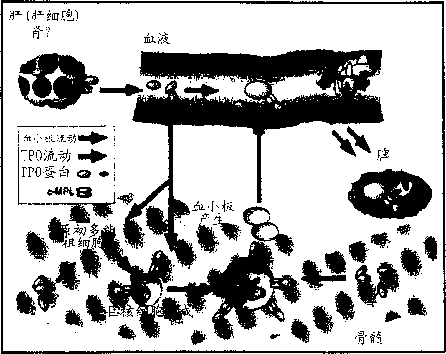 Methods of increasing platelet and hematopoietic stem cell production