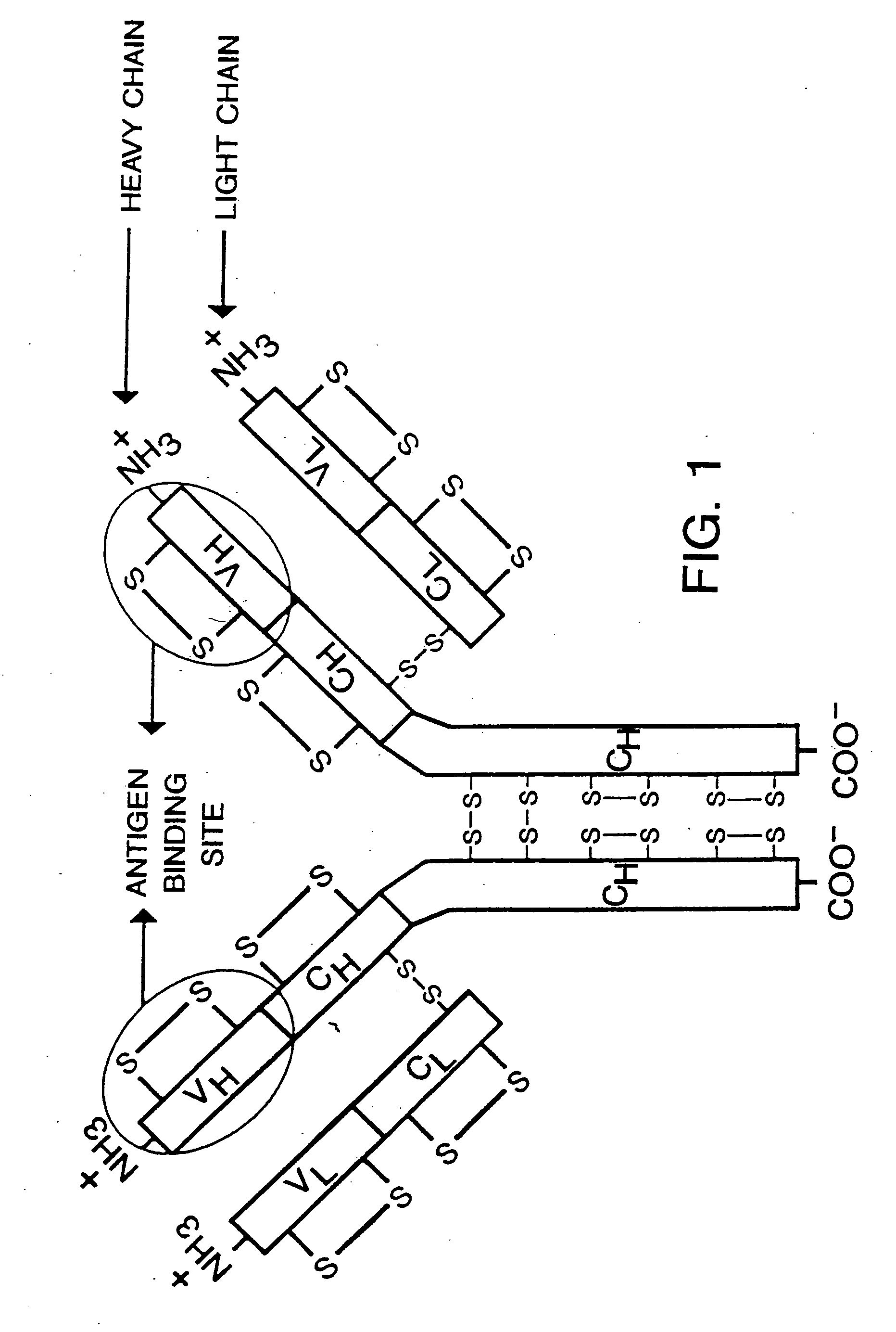 Heterodimeric receptor libraries using phagemids