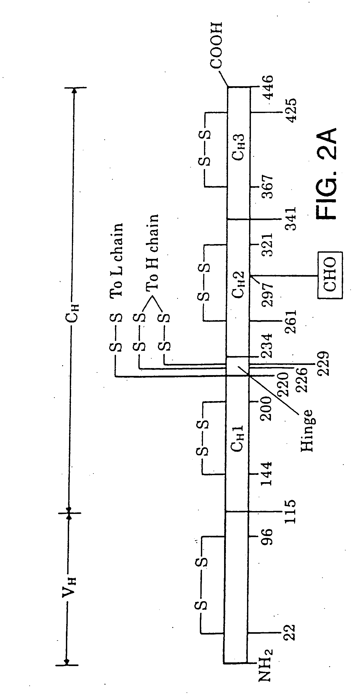 Heterodimeric receptor libraries using phagemids