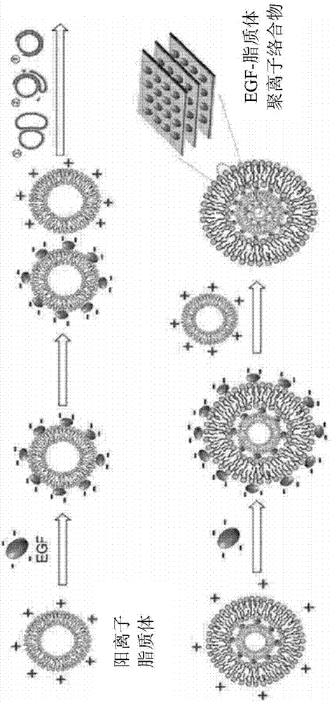 Hybrid-type multi-lamellar nanostructure of epidermal growth factor and liposome and method for manufacturing same