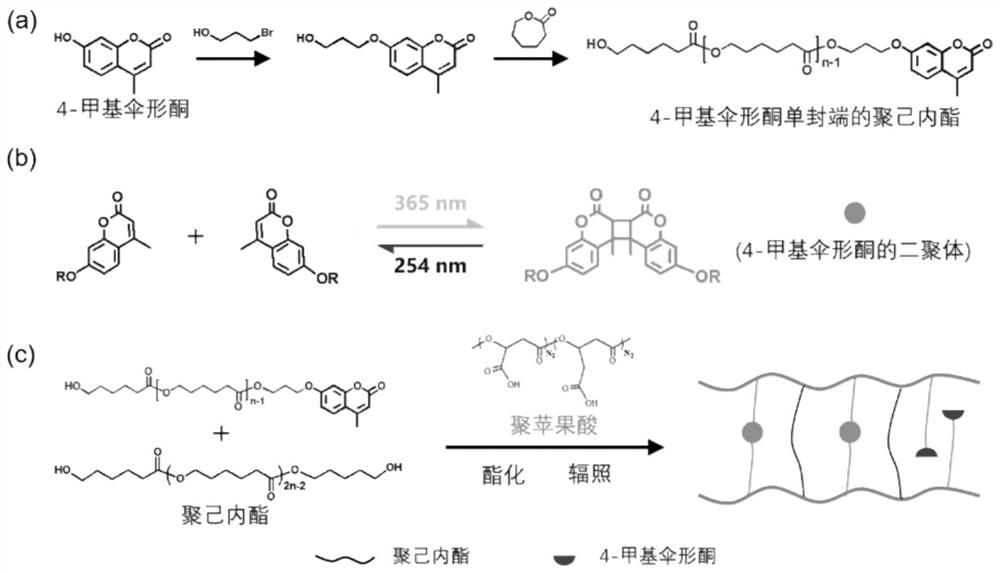 A biodegradable asynchronous response polymalic acid active deformation material