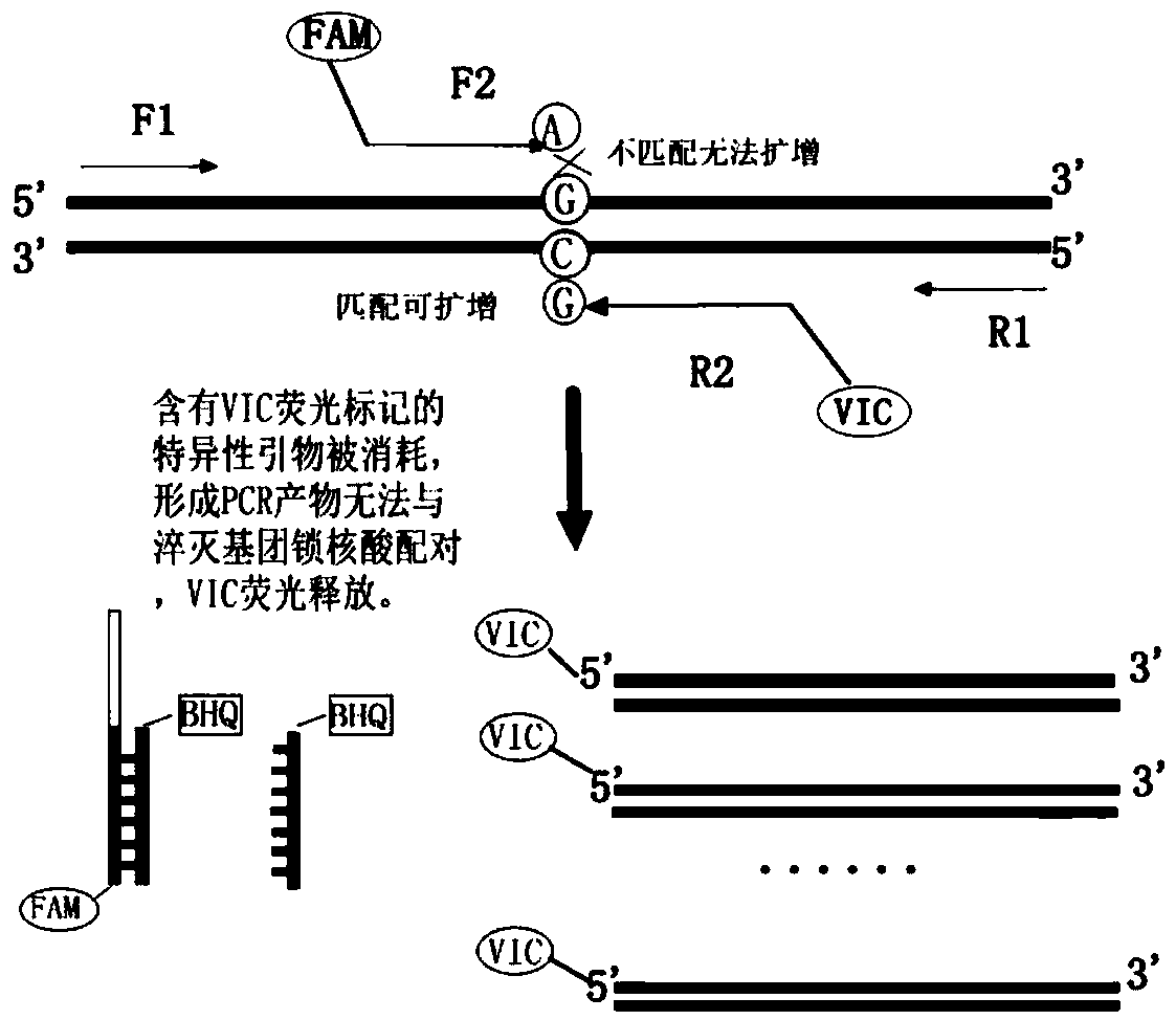 Kit for detecting gene polymorphism of human hypertension risk and preparation method and application thereof