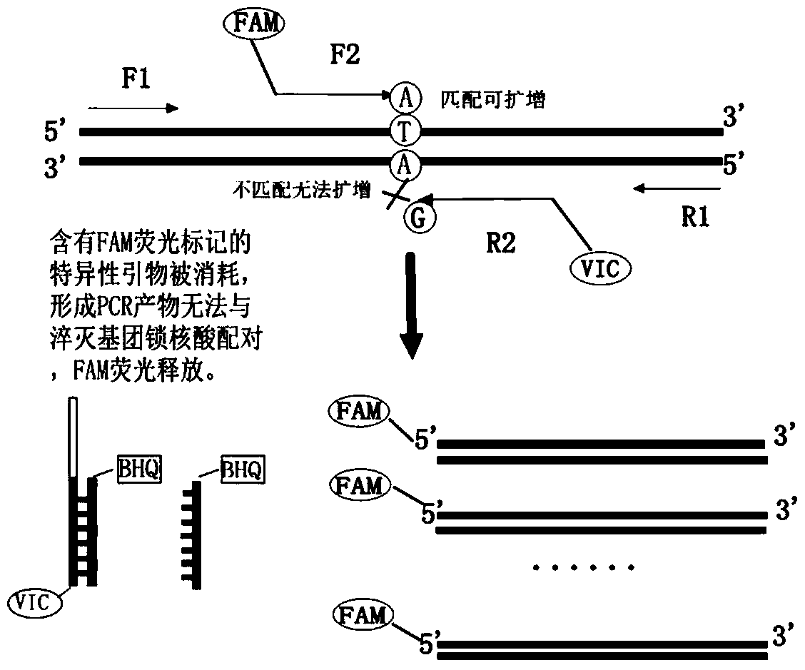 Kit for detecting gene polymorphism of human hypertension risk and preparation method and application thereof