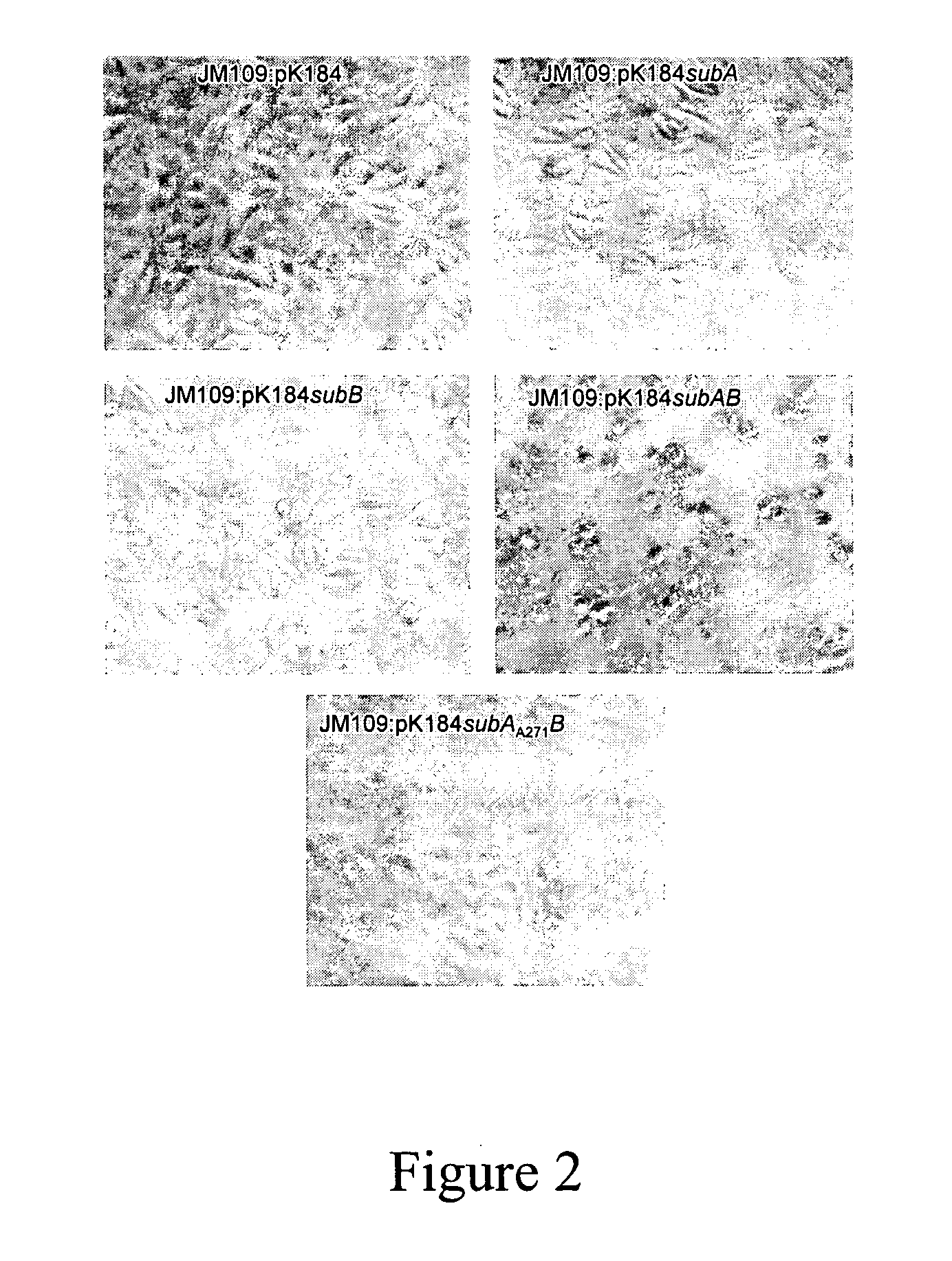 Cytotoxin with a subtilase domain