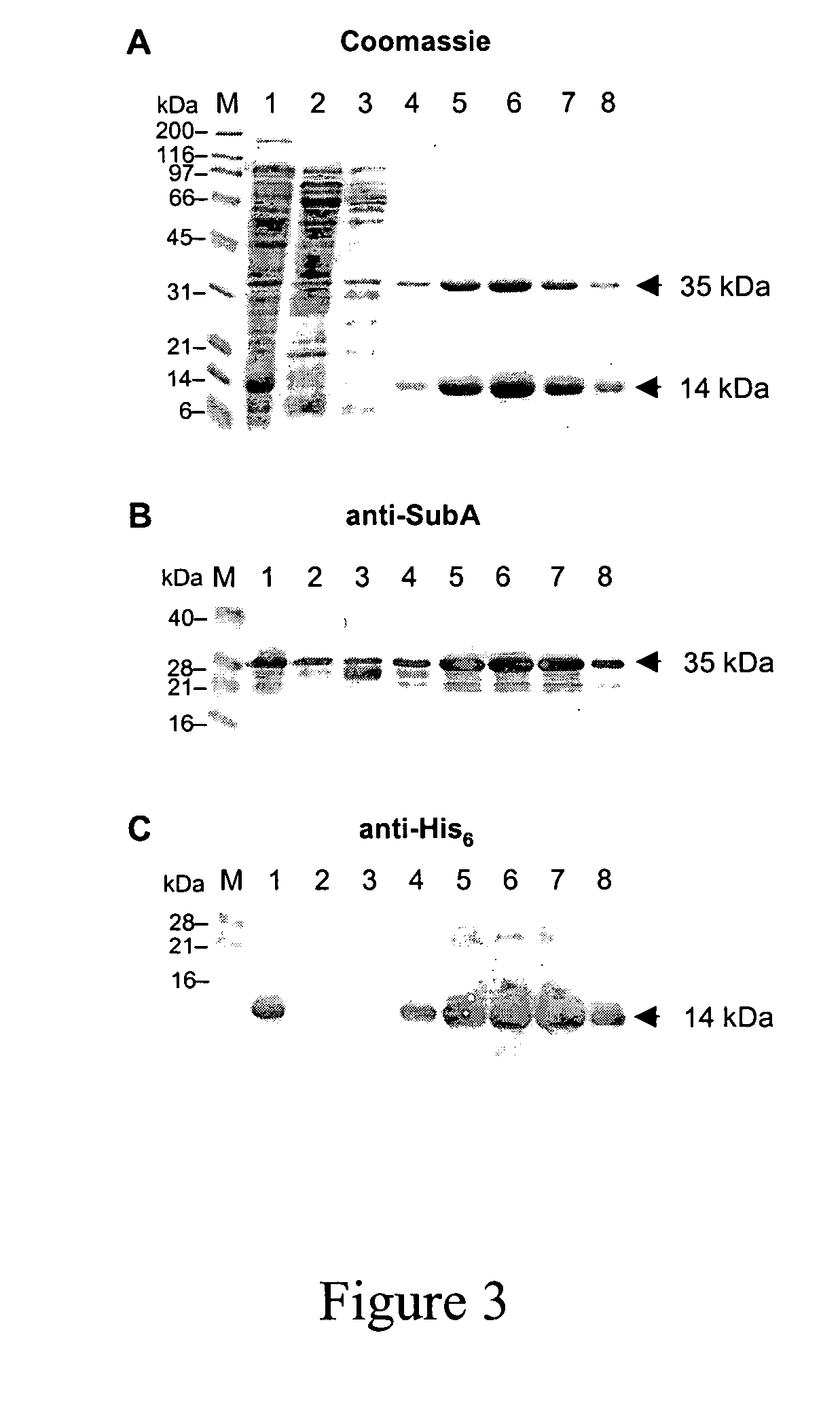 Cytotoxin with a subtilase domain