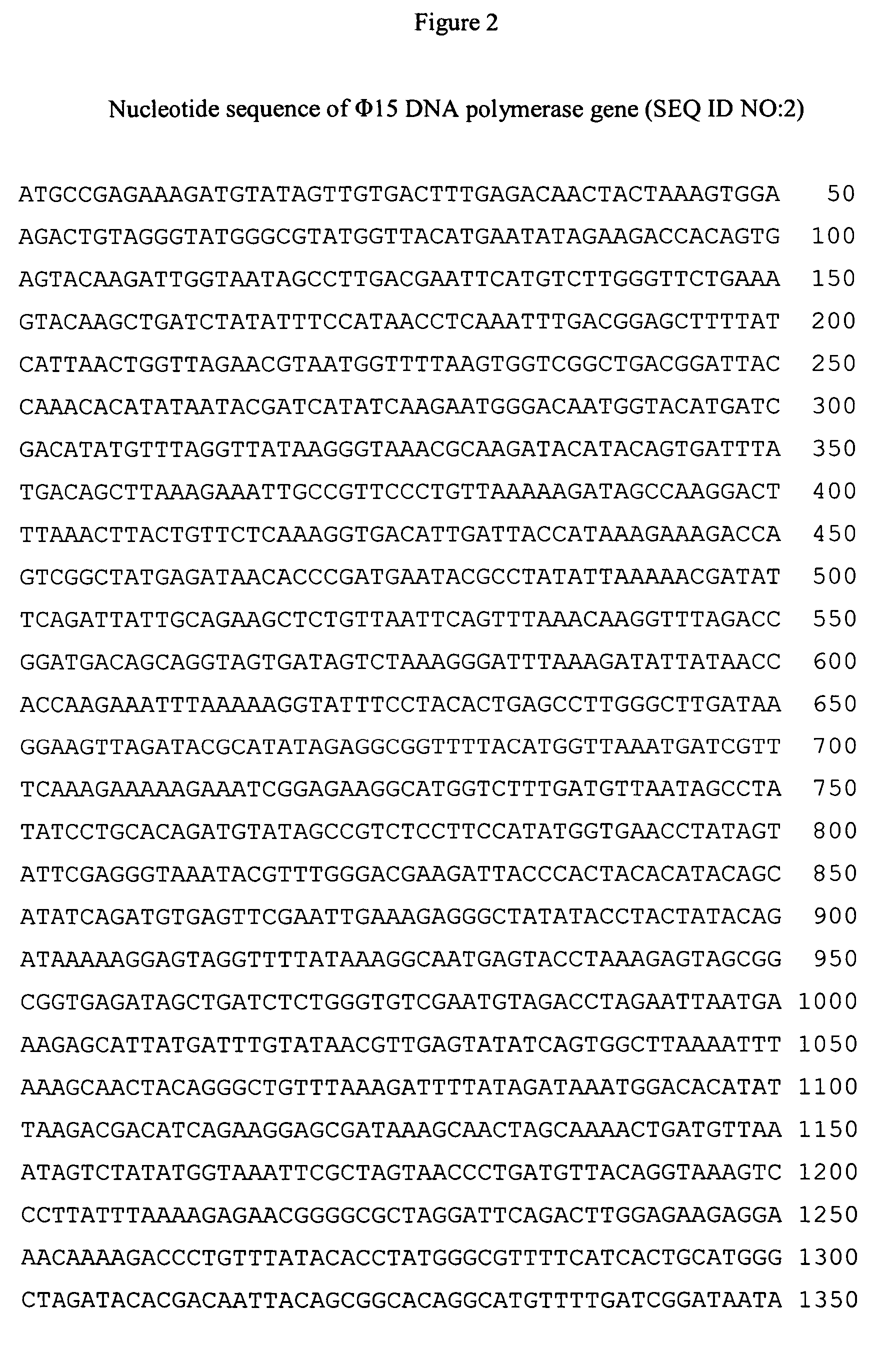 PHI 15 DNA polymerase