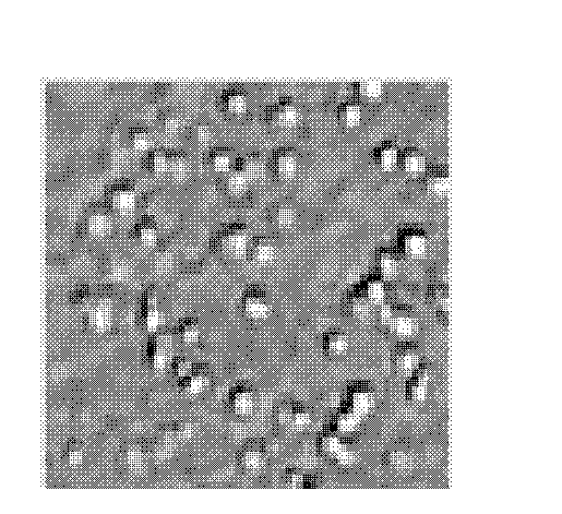 Time-resolved single-photon counting two-dimensional imaging system and method