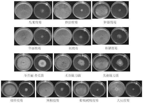 Biocontrol actinomycete and application