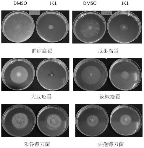 Biocontrol actinomycete and application