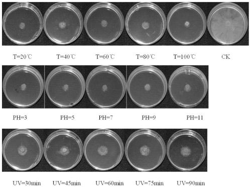 Biocontrol actinomycete and application