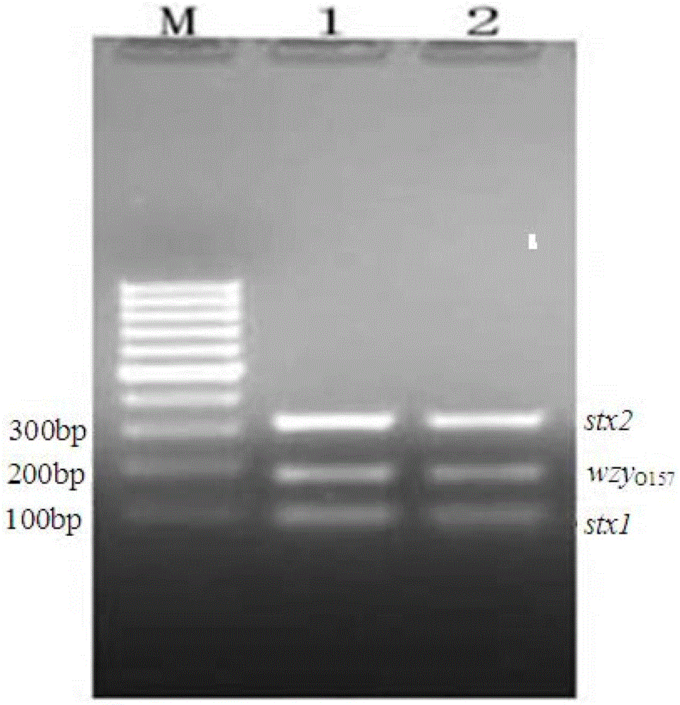 Shiga toxin-producing Escherichia coli multiplex PCR detection method, kit and application