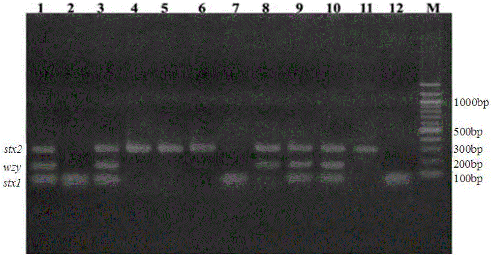 Shiga toxin-producing Escherichia coli multiplex PCR detection method, kit and application
