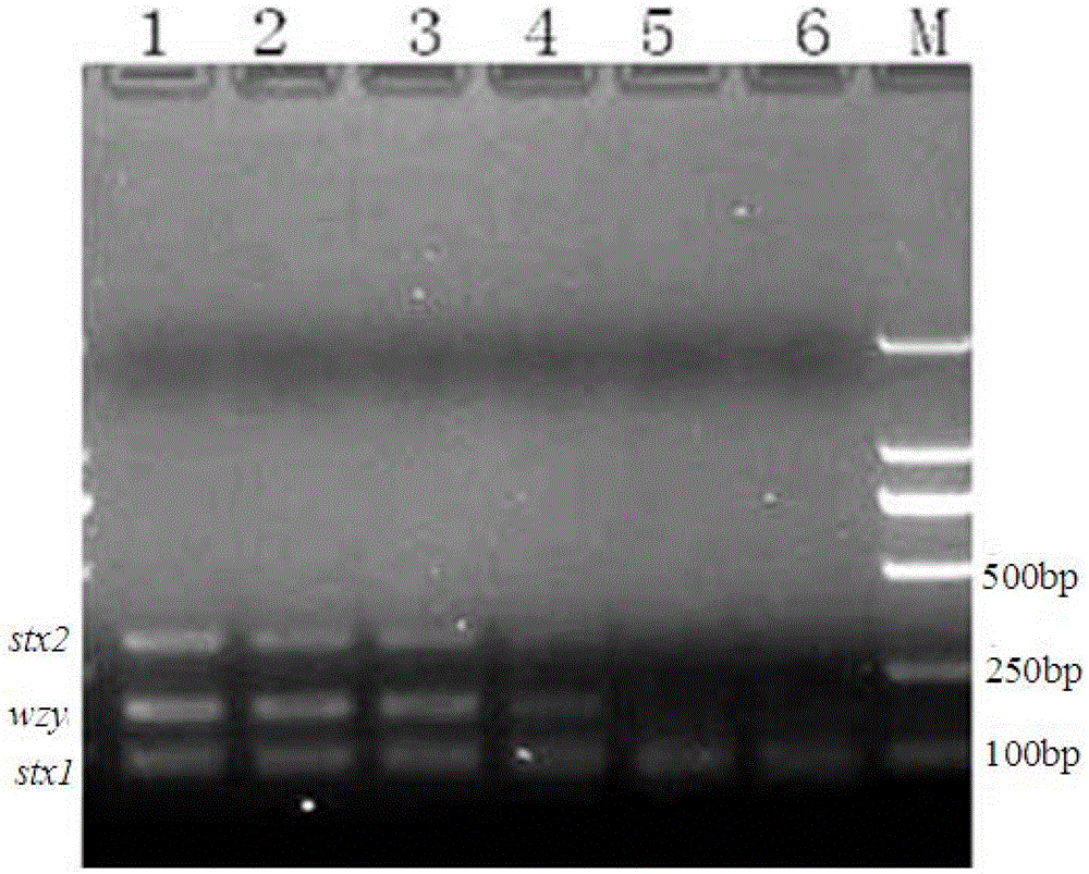 Shiga toxin-producing Escherichia coli multiplex PCR detection method, kit and application