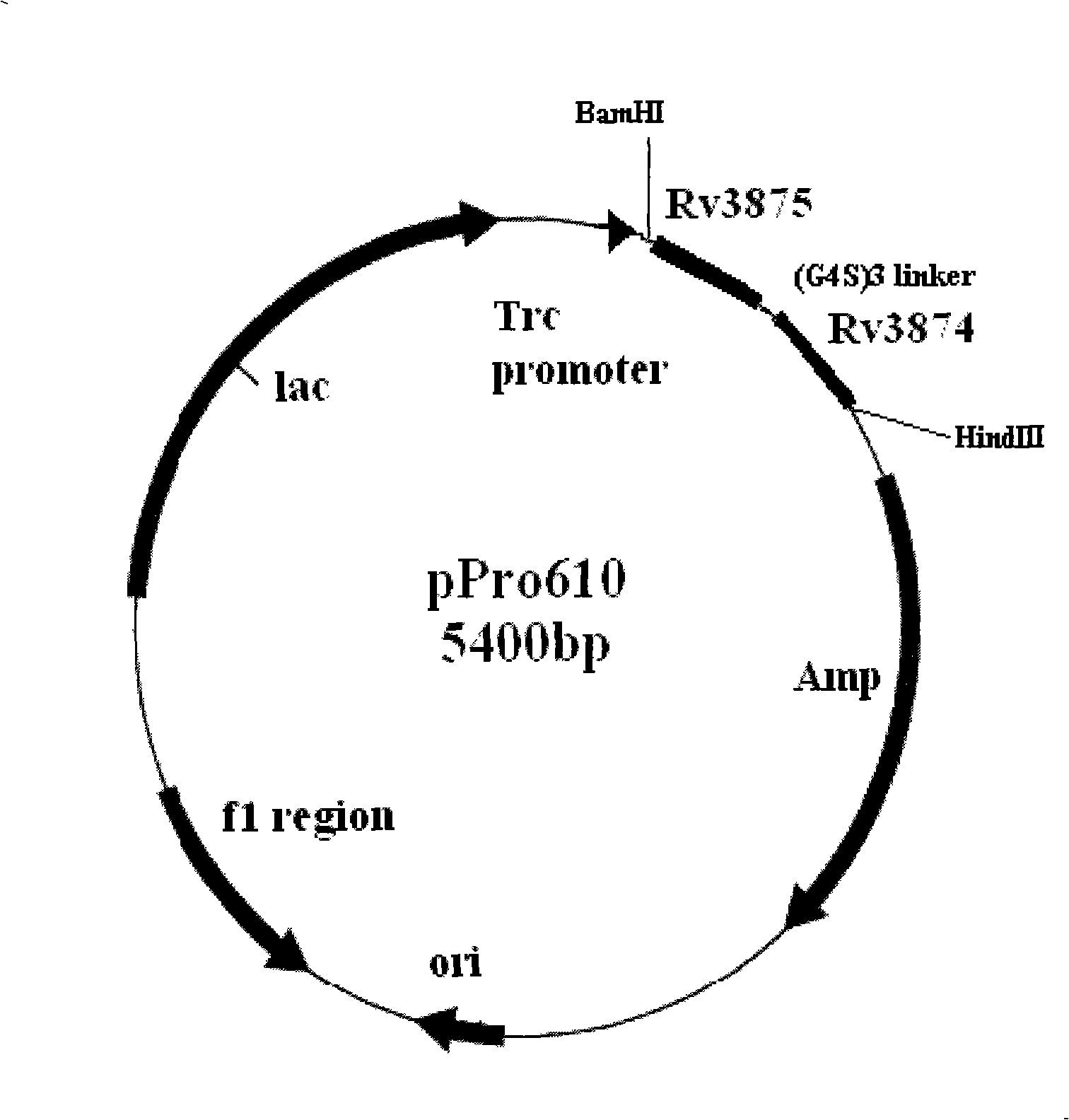 Tuberculosis antigen specific whole blood IFN-gamma diagnosis kit, method for producing the same and method for using same