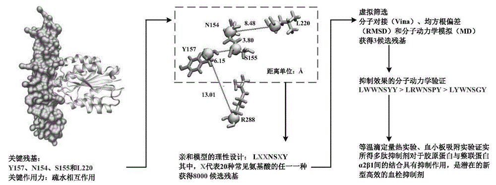 Collagen-integrin alpha2beta1 interacted polypeptide inhibitors and screening method thereof