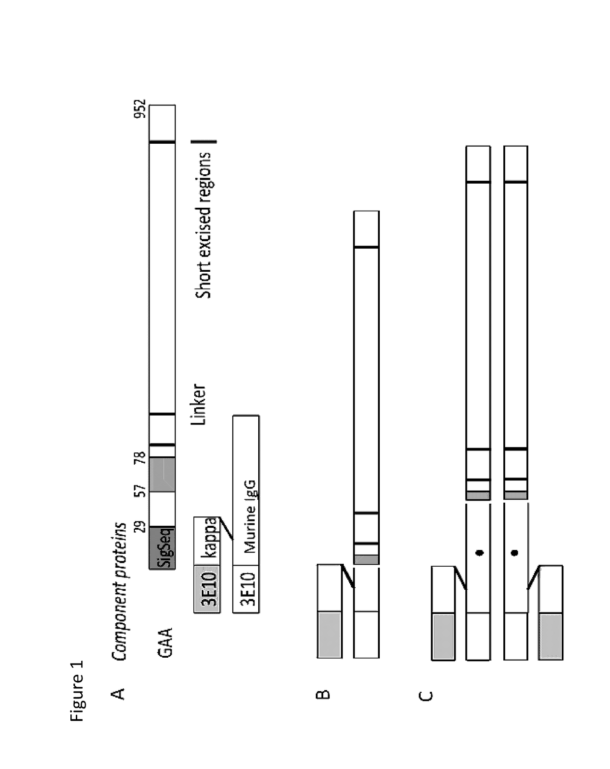 Methods and compositions for treatment of glycogen storage diseases and glycogen metabolism disorders