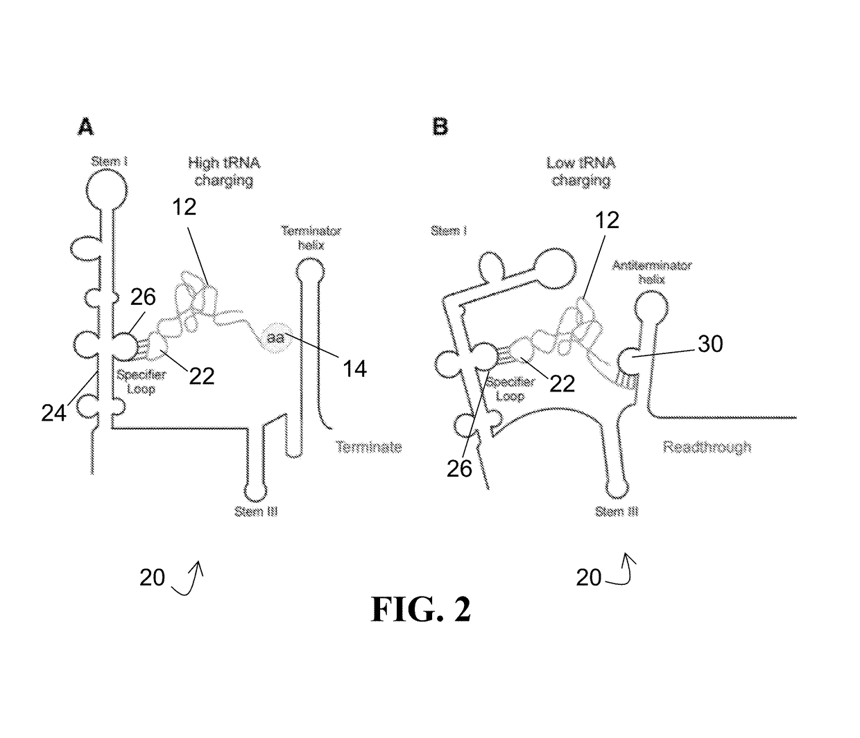 Ribozyme with tRNA synthetase activity and methods of manufacturing and using the same