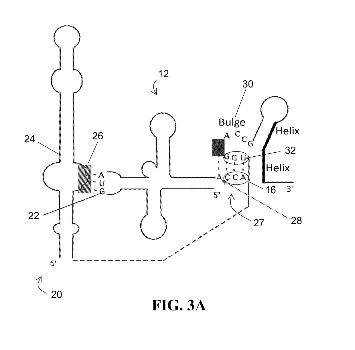 Ribozyme with tRNA synthetase activity and methods of manufacturing and using the same