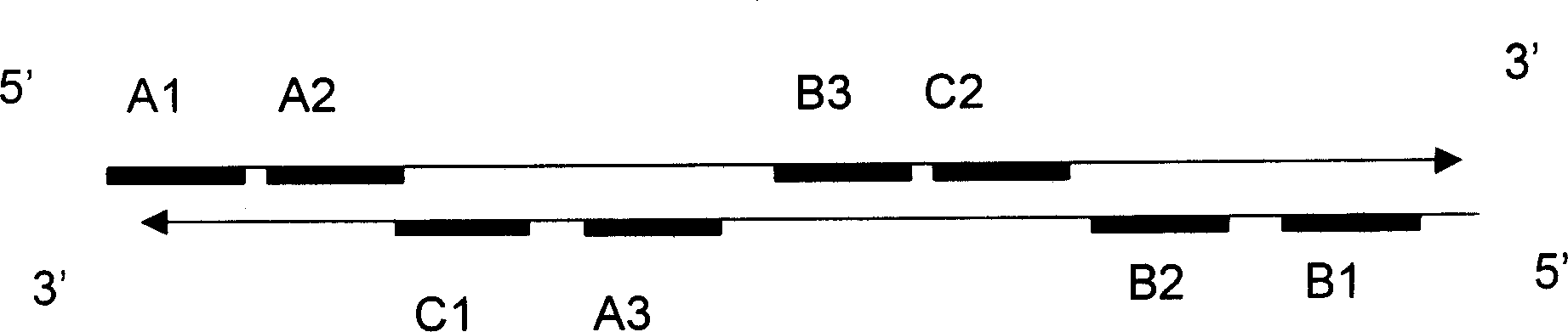 Beef embryo sex simple identification