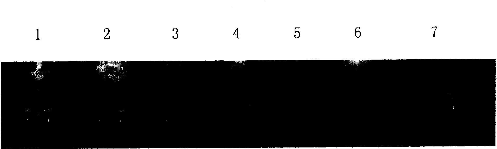 Beef embryo sex simple identification