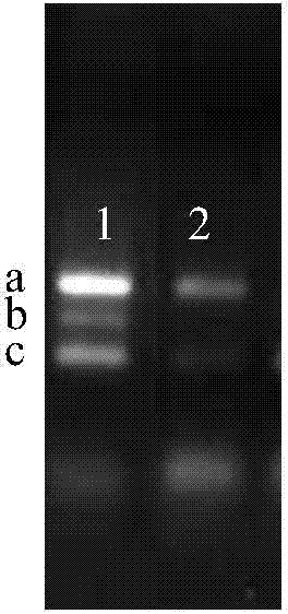 Utilizing tem-pcr technology to detect a variety of pathogenic bacteria by pcr detection universal primer pair