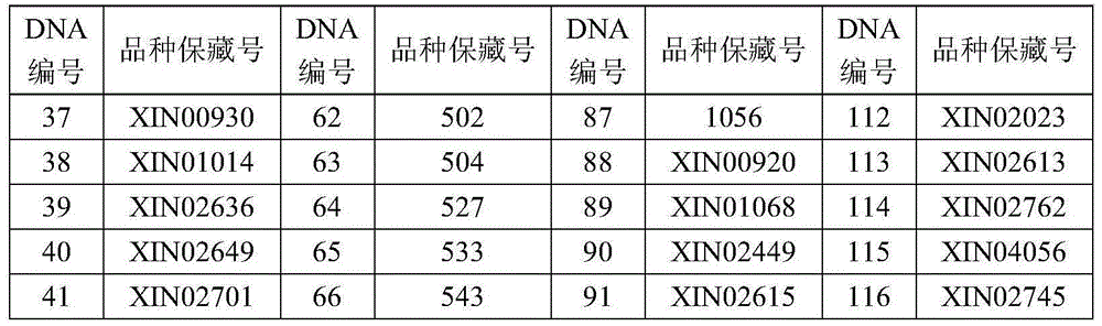 Method for screening wheat approximate variety by virtue of SSR molecular marker