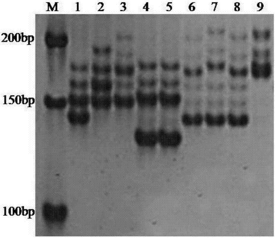 Method for identifying cherry variety