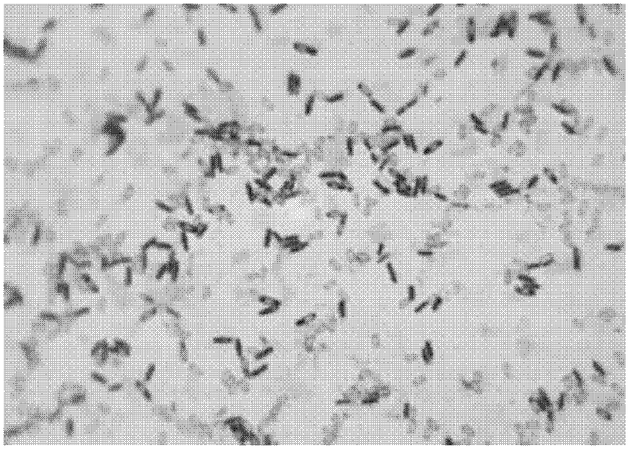 Petroleum hydrocarbon degradation bacteria being suitable for electric field condition and application thereof