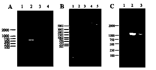 Construction and application method for L-ornithine synthesis bacteria