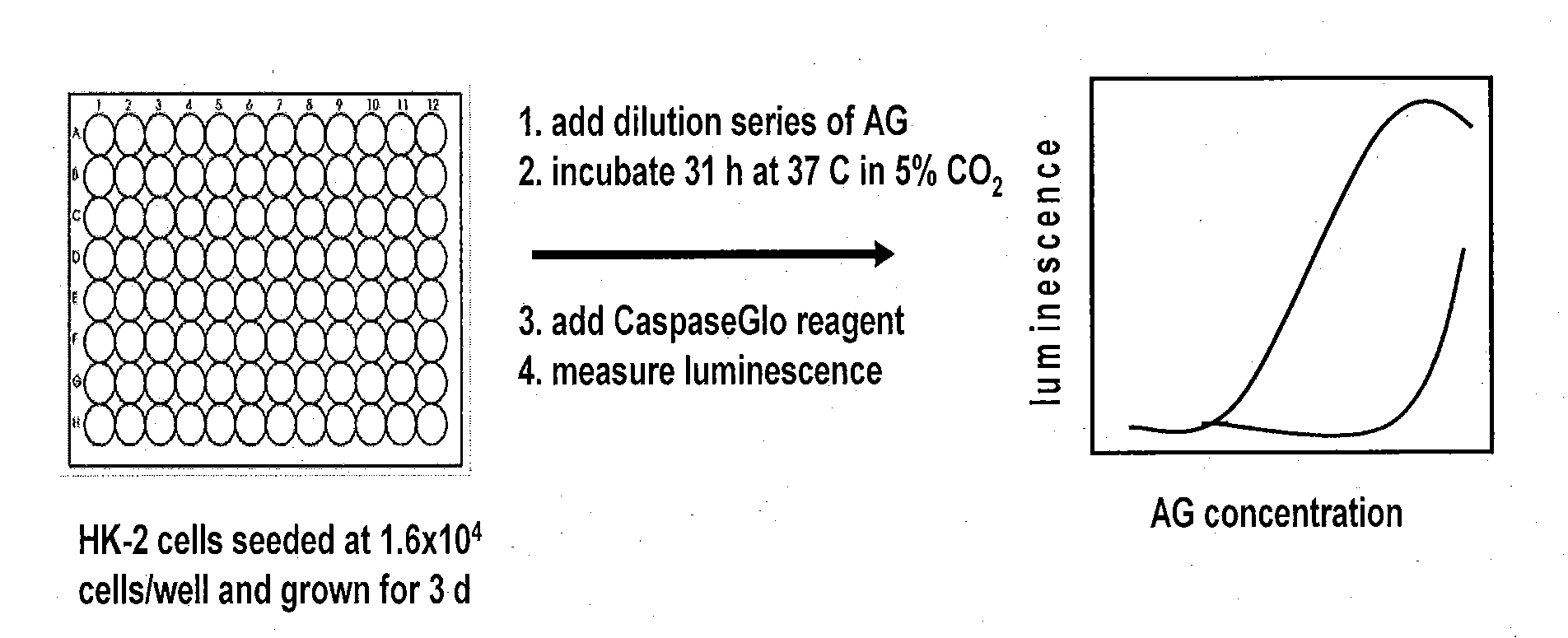 Compositions and methods for determining nephrotoxicity