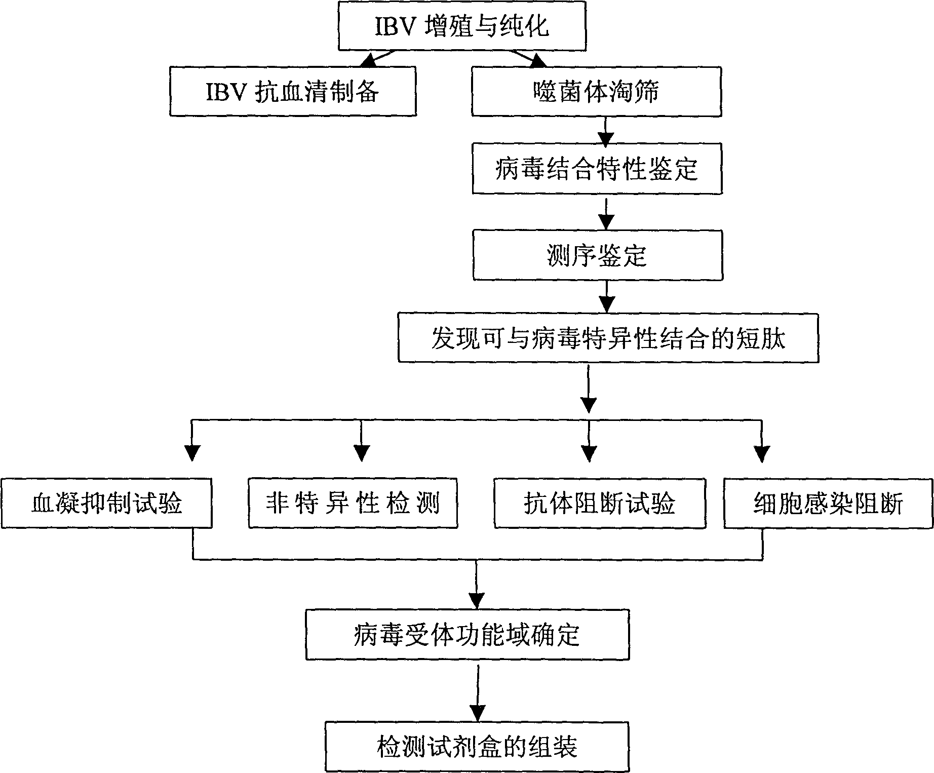 Bacteriophage containing short-peptide specifically combined with avian infectious bronchitis virus  and use thereof