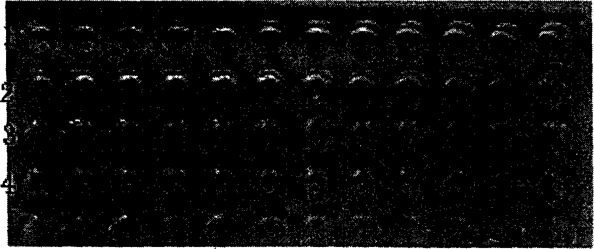 Bacteriophage containing short-peptide specifically combined with avian infectious bronchitis virus  and use thereof