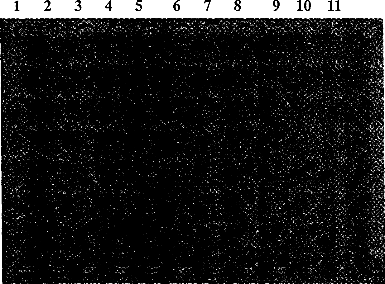 Bacteriophage containing short-peptide specifically combined with avian infectious bronchitis virus  and use thereof