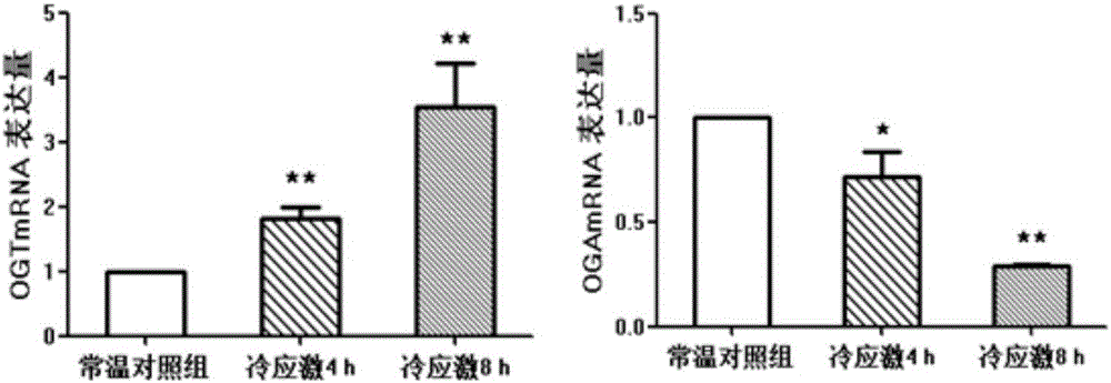 New application of beta-N-acetylglucosaminyl transferase