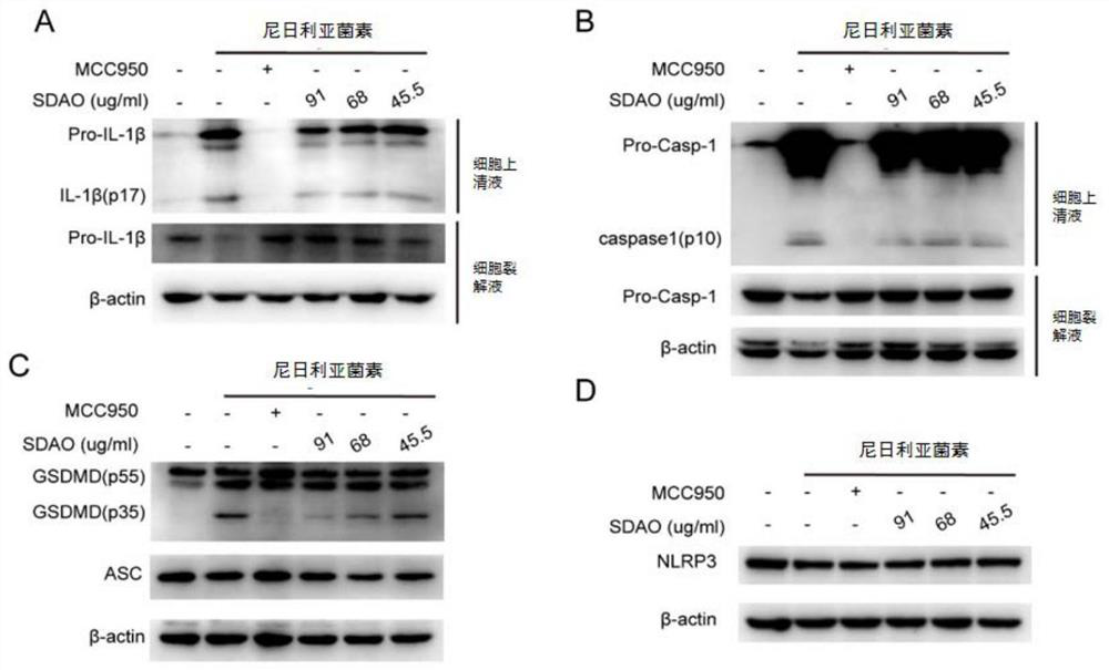 Application of folium artemisiae argyi volatile oil to inhibition of activation of NLRP3 inflammasomes