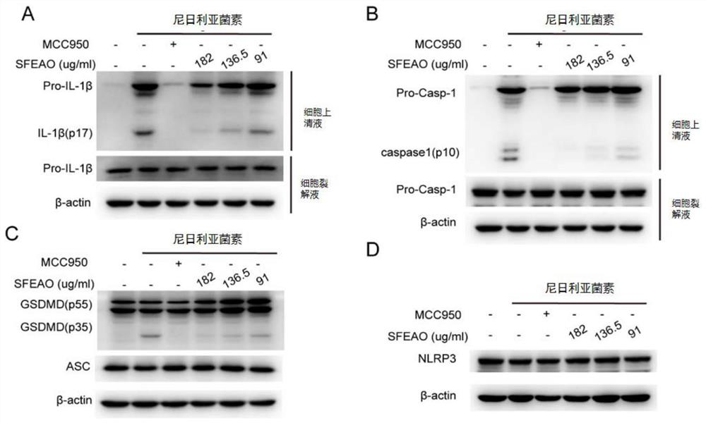 Application of folium artemisiae argyi volatile oil to inhibition of activation of NLRP3 inflammasomes