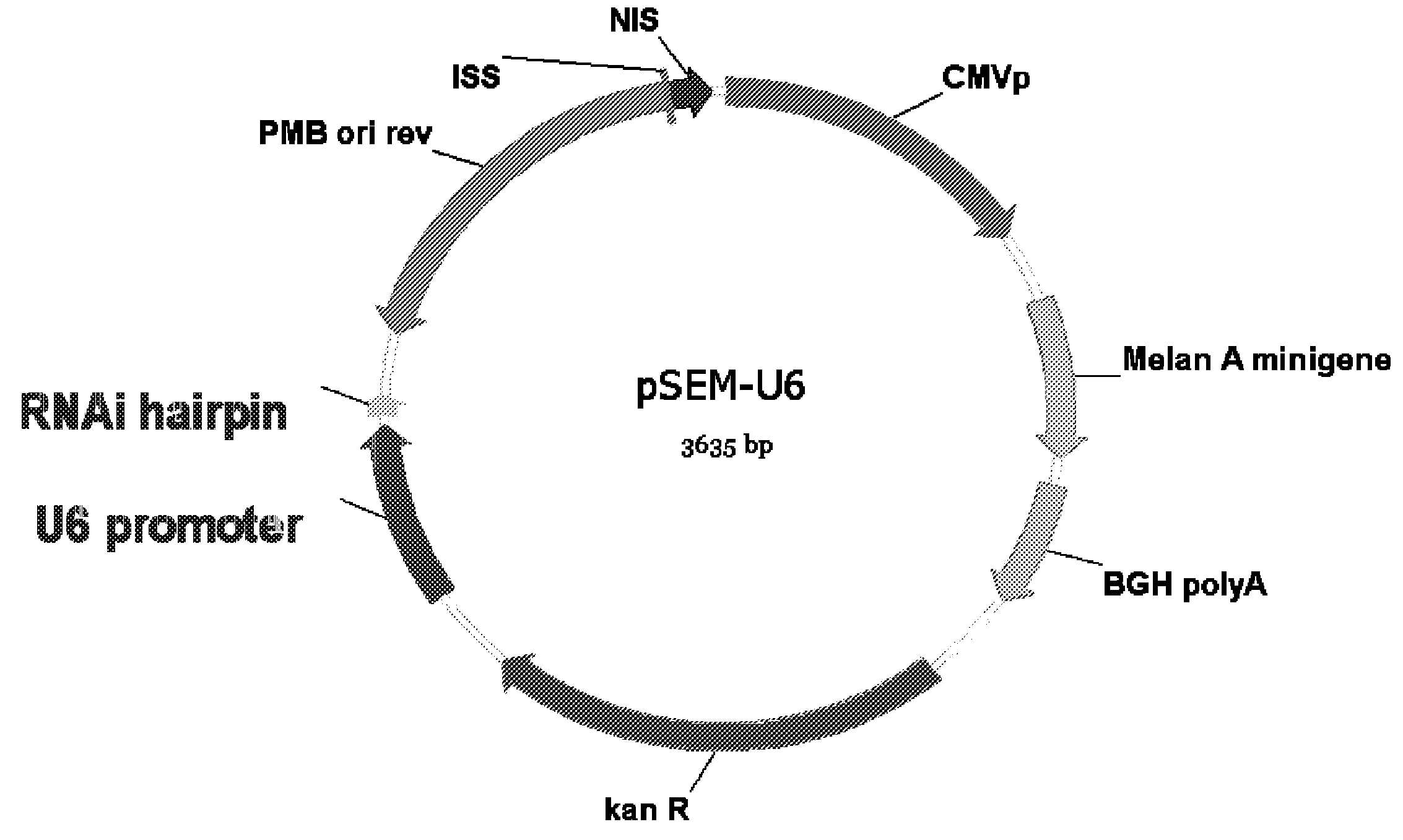 Multicistronic vectors and methods for their design