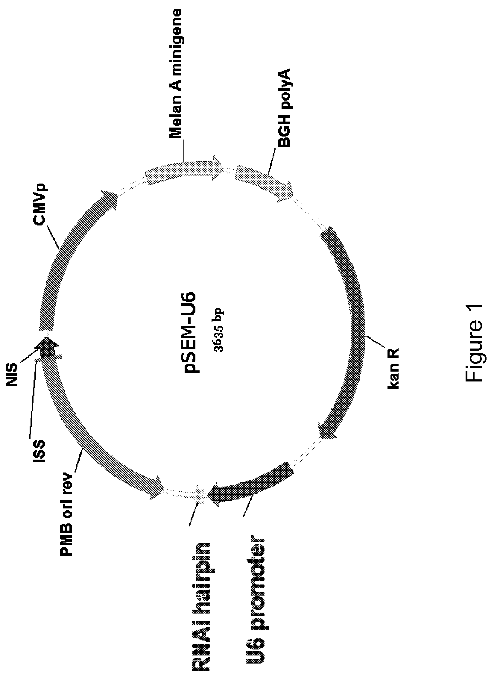 Multicistronic vectors and methods for their design