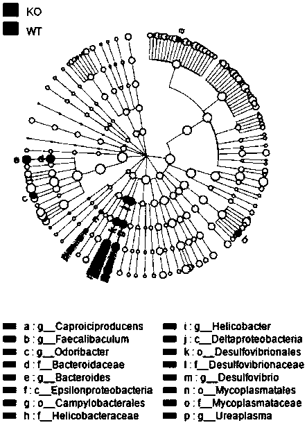 Applications of intestinal flora in preparation of drugs for treatment of depression caused by Dcf1 deficiency