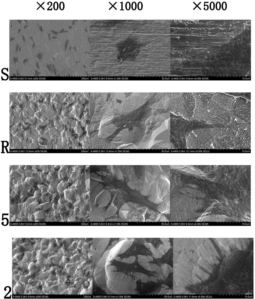 Method for detecting and evaluating in-vitro cell morphology and osteogenic function of surface of bone substitute implant