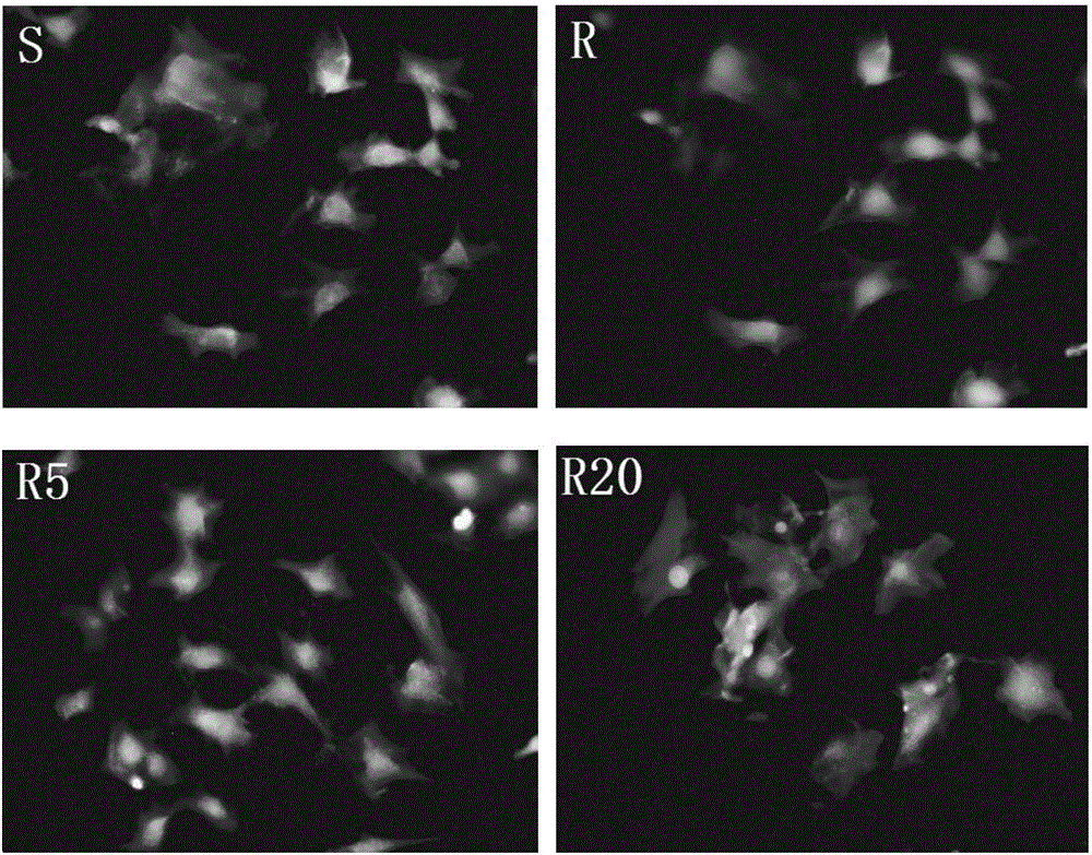 Method for detecting and evaluating in-vitro cell morphology and osteogenic function of surface of bone substitute implant