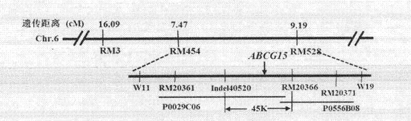 Gene for controlling rice fertility, encoded protein and application thereof