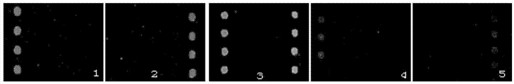 Apple stem grooving virus and prunus necrotic ringspot ilarvirus detection specific primers and probes and gene chips