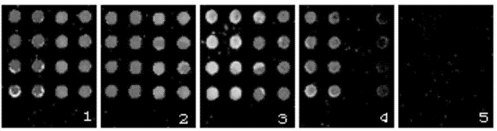 Apple stem grooving virus and prunus necrotic ringspot ilarvirus detection specific primers and probes and gene chips