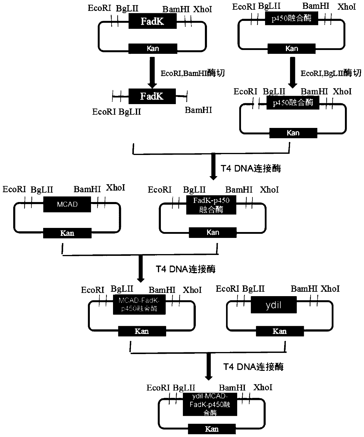 Method for preparing 10-hydroxyl-2-decenoic acid with decylic acid as raw material and by utilizing escherichia coli engineering bacteria