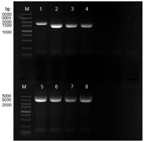 Method for preparing 10-hydroxyl-2-decenoic acid with decylic acid as raw material and by utilizing escherichia coli engineering bacteria