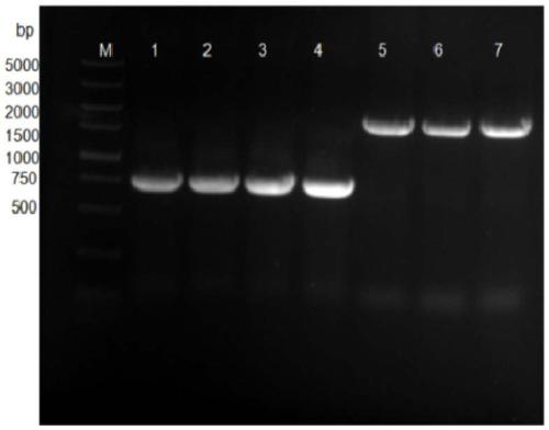 Method for preparing 10-hydroxyl-2-decenoic acid with decylic acid as raw material and by utilizing escherichia coli engineering bacteria