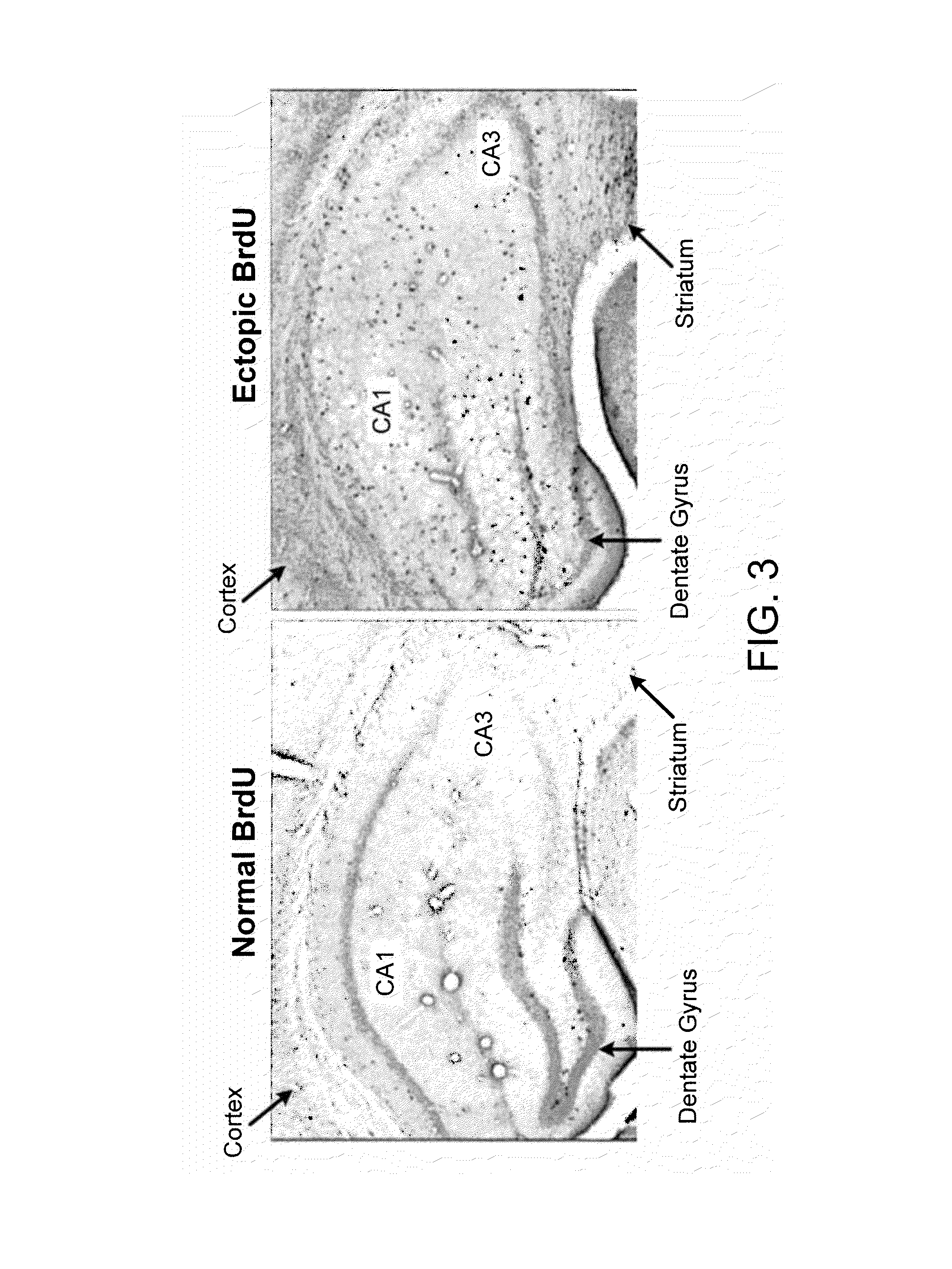 Pro-neurogenic compounds